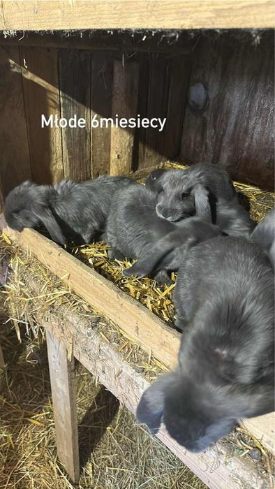 Sprzedam króliki baran francuski niebieski