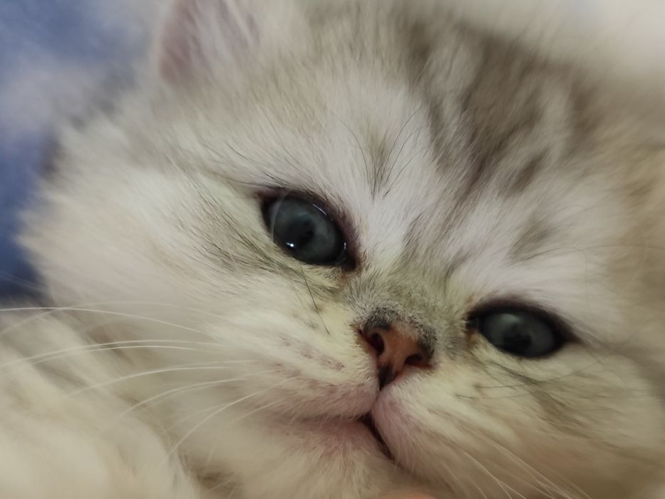 Доступны к бронированию котята