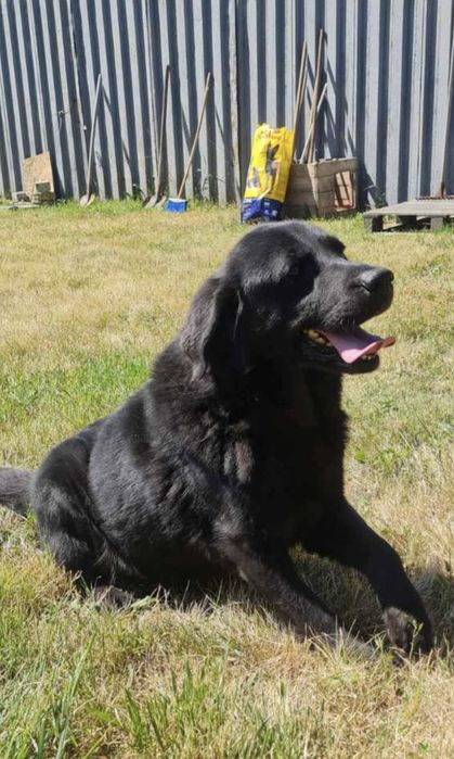 Отдам даром в добрые руки собаку породы Лабрадор