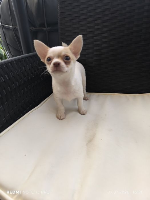 Chihuahua piesek