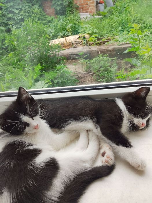 Отдаем котят бесплатно