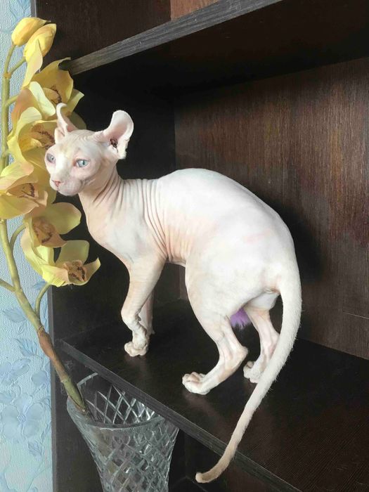 Красуня дівчинка ельф