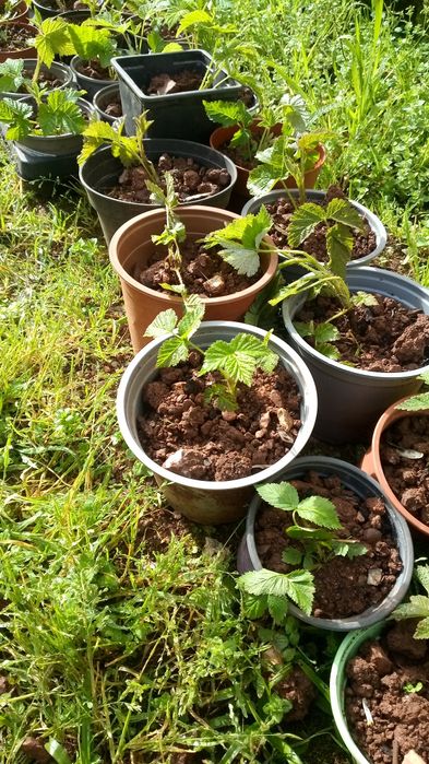Fambroesas em vasos ou enraizadas