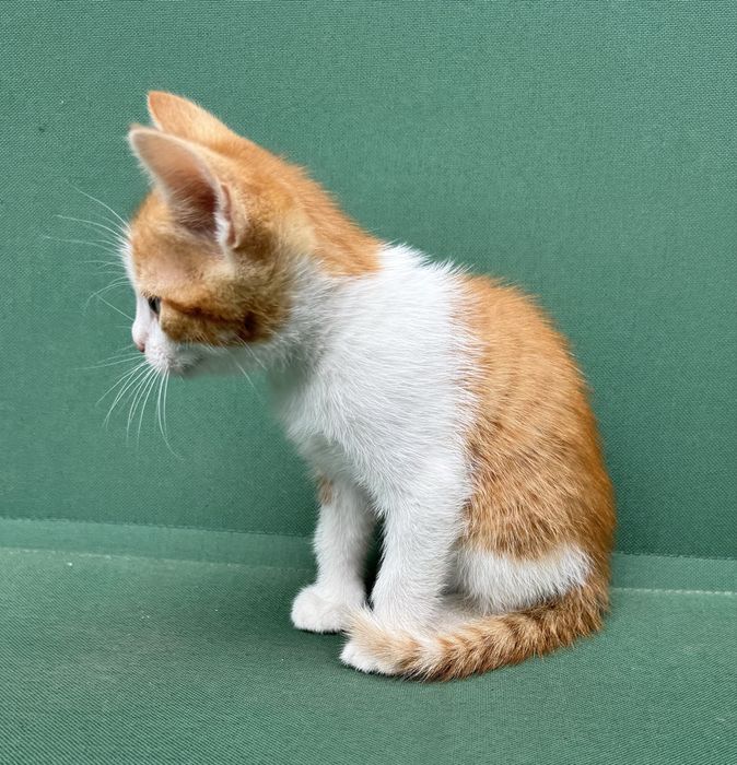 Подаруємо котика хлопчик