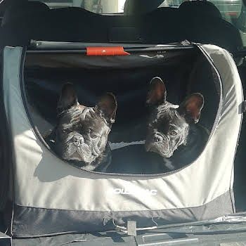 Casota média para cão