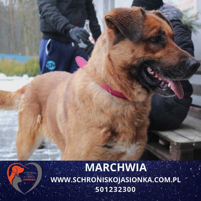 Marchwia do adopcji Schronisko Jasionka