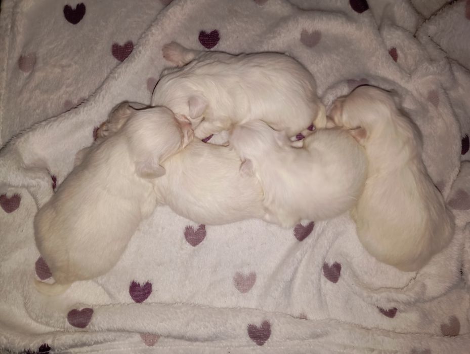 Maltańczyk biała kuleczka