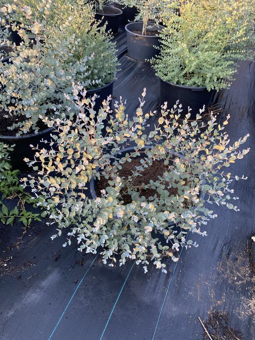 Деревья Эвкалипт Гунни Eucalyptus Gunni евкаліпт гунні гунніі ганна євкаліпт