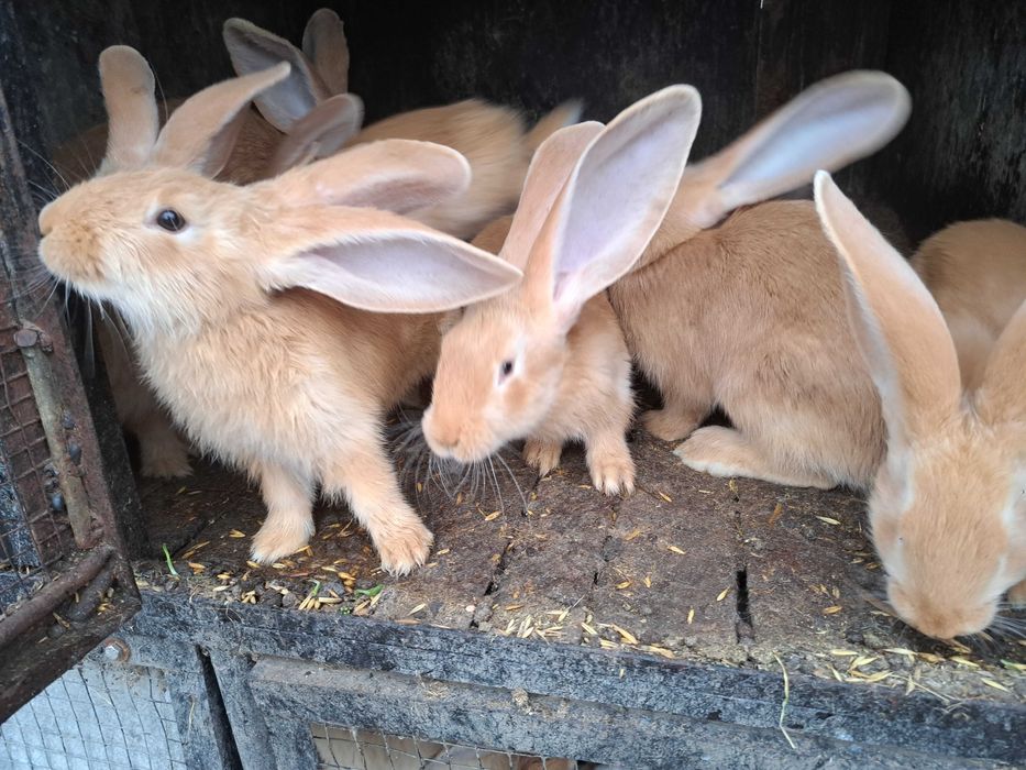 Kroliki samce samice