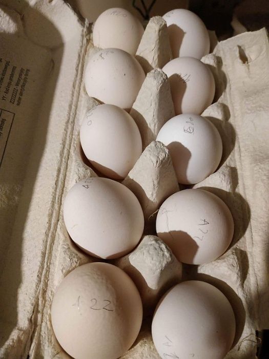 Kury zielononóżki, koguty, jaja lęgowe, zalężone, wysyłka, zgrodówka