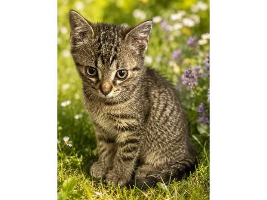5mies. BURY kocurek (adopcja)