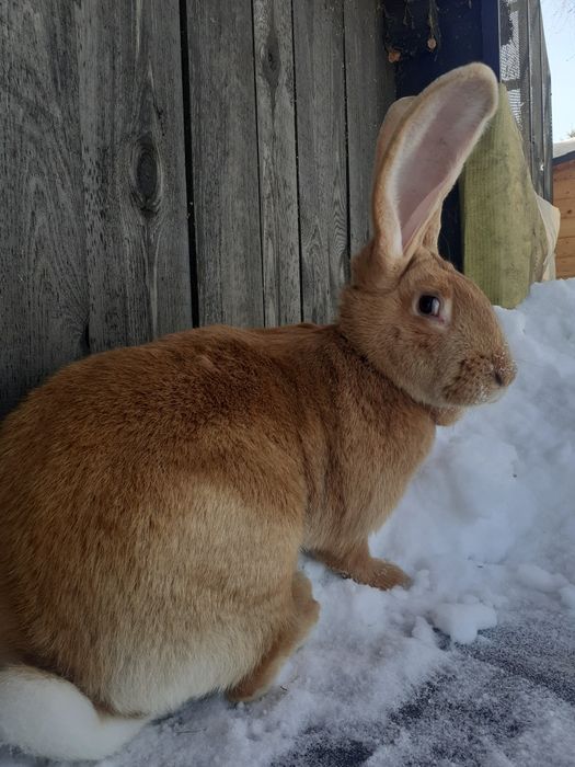 Belgijski Olbrzym Żółty samica