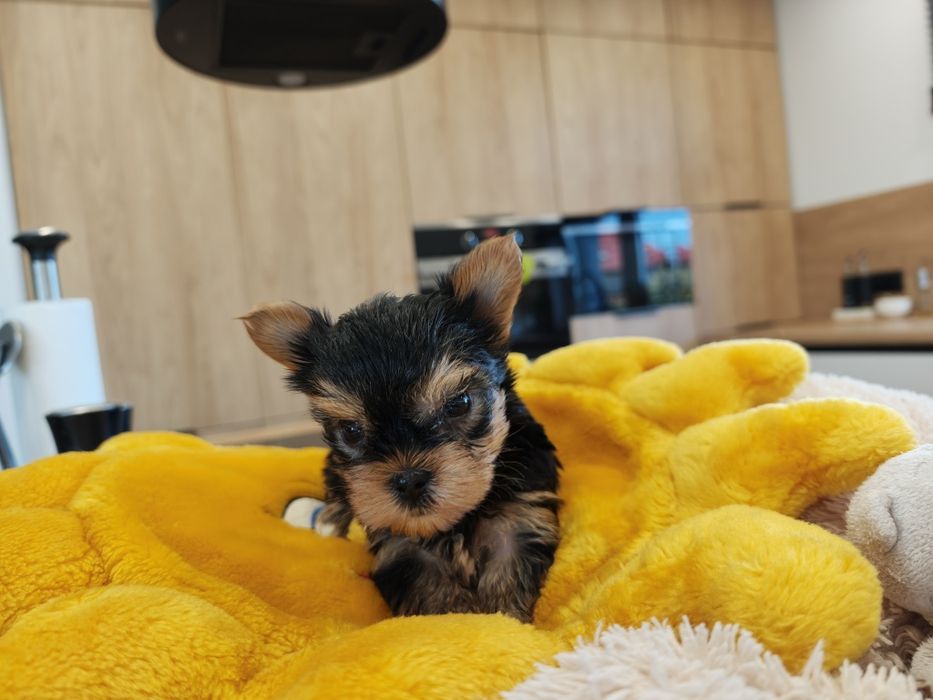 York Yorkshire terrier