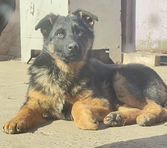 Срочно! Немецкая овчарка!