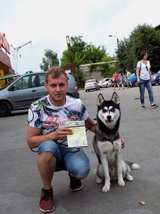 В'язка хаскі сибірський