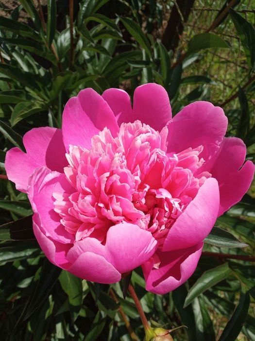 Продам кущики рожевих півонії