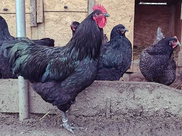 Інкубаційне яйце.(Курчата) Джерсійський гігант - чорний, блакитний.