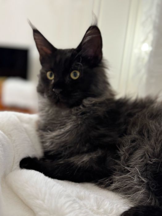 Мейн Кун Black Smoke мальчик красавчик