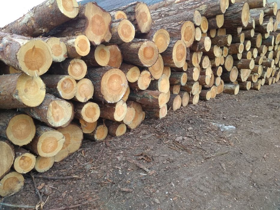 Papierówka Kłoda sosna brzoza dąb drewno kominkowe dłużyca świerk