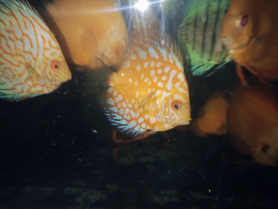 Dyskowce Blue diamond, turkus, pigeon, checkboard, melon, white, Red