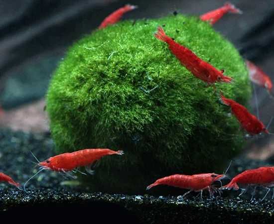 Bola de Musgo Marimo Moss Ball