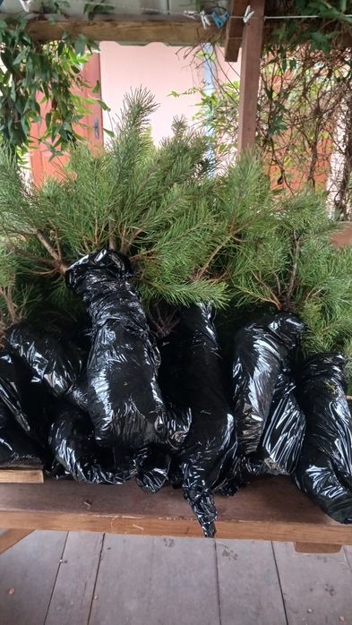 Саджанці сосни..