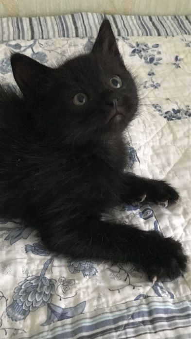 Котята кошки коты