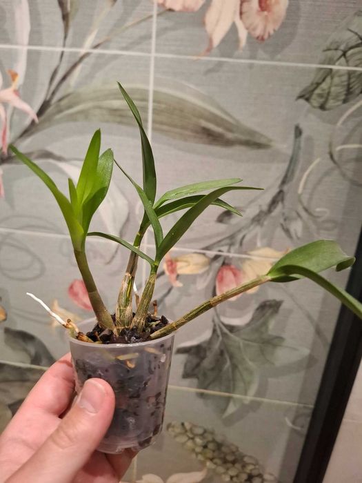 Storczyk dendrobium 'Berry Oda'