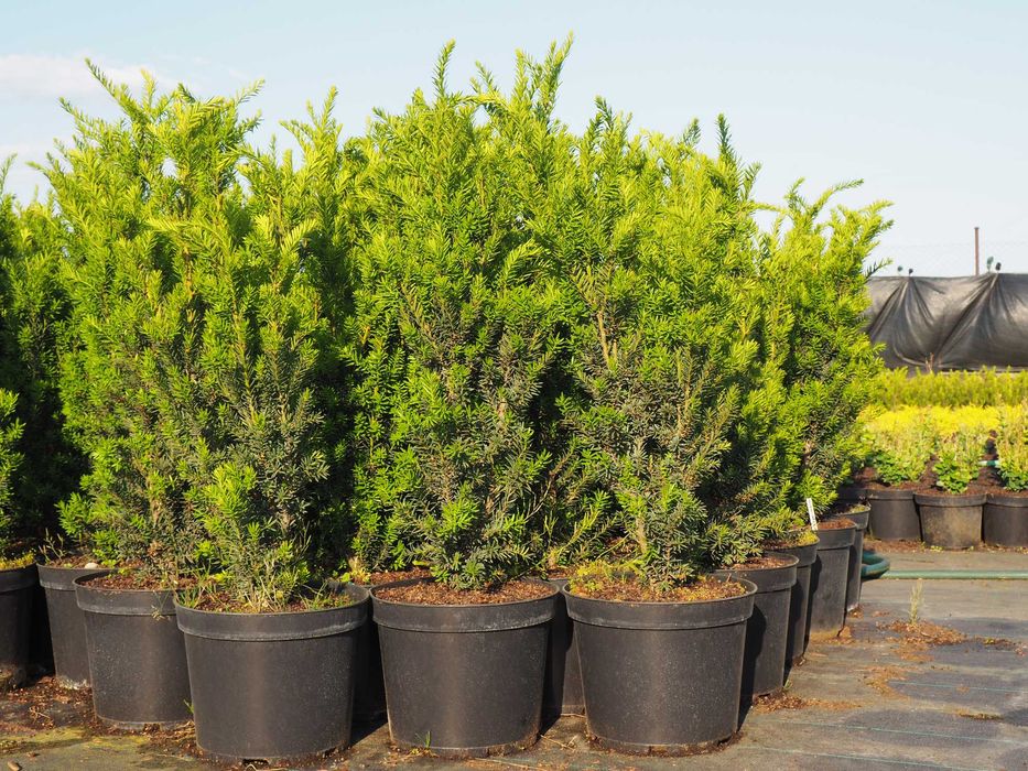 Cis hilli,hiksi do 95cm,jałowiec,tuja ,laurowiśnia