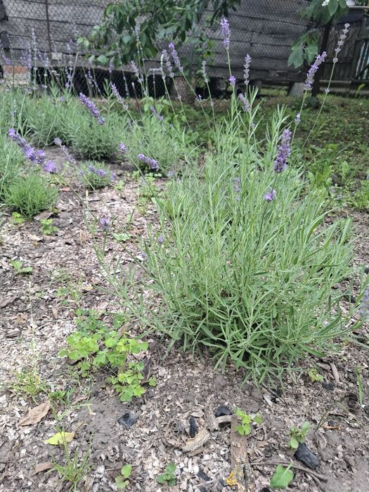 Лаванда Саджанці лаванди