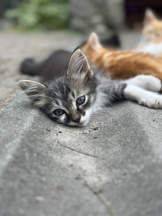 Лагідний котик з білими лапками