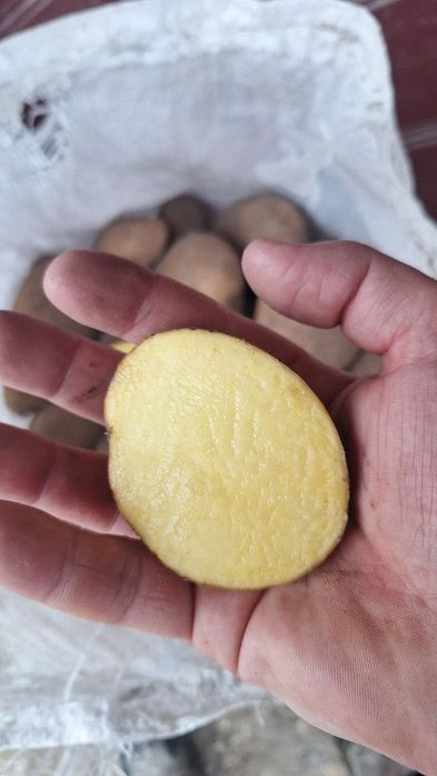 Продаємо картоплю з доставкою за адресою