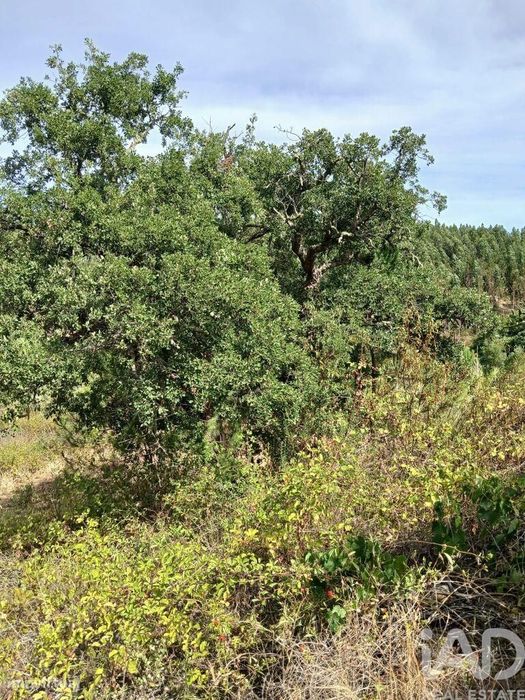Quinta rural T1 em Sabóia de 80 m2
