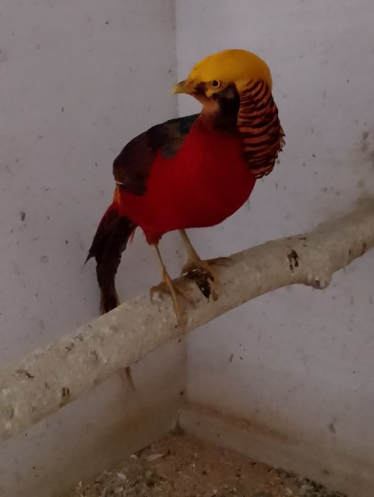 Bażant Złoty Trzyletni