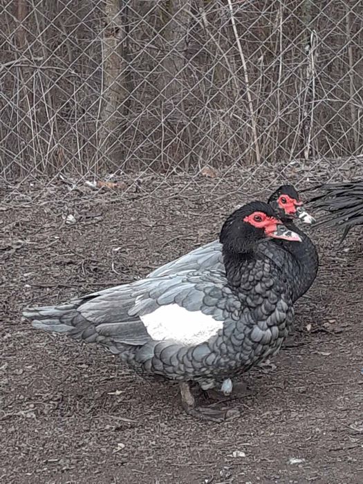 Індокачки, мускусные утки