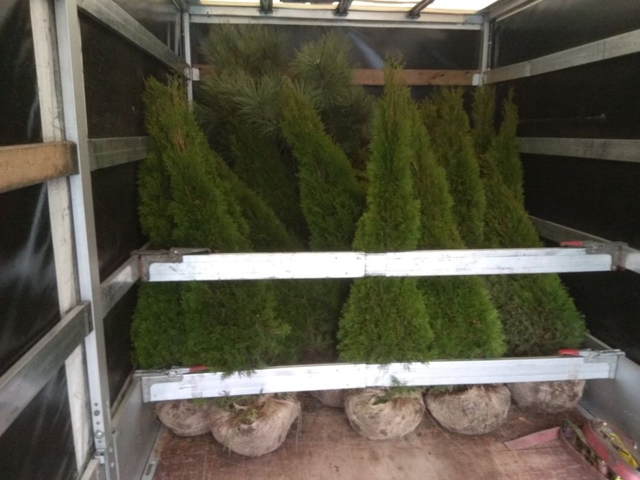 Туя. Туї. Смарагд. від 1-5 м. Доставка. Від виробника. Гурт. Якість