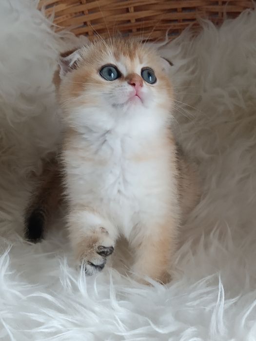 Шотландські котодітки
