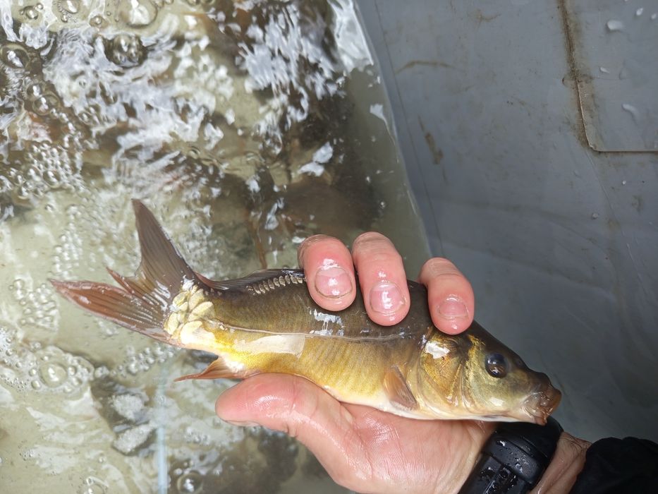 Karp lin Amur itp