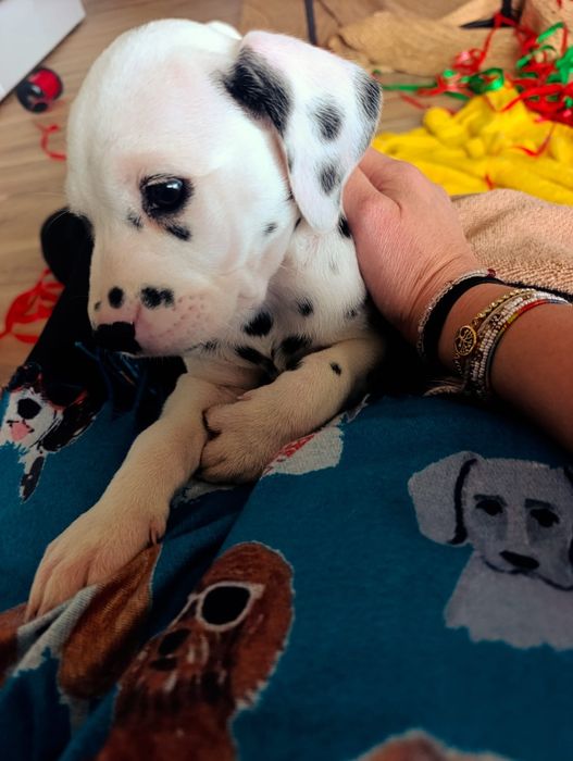 Dálmata fêmea  bebé