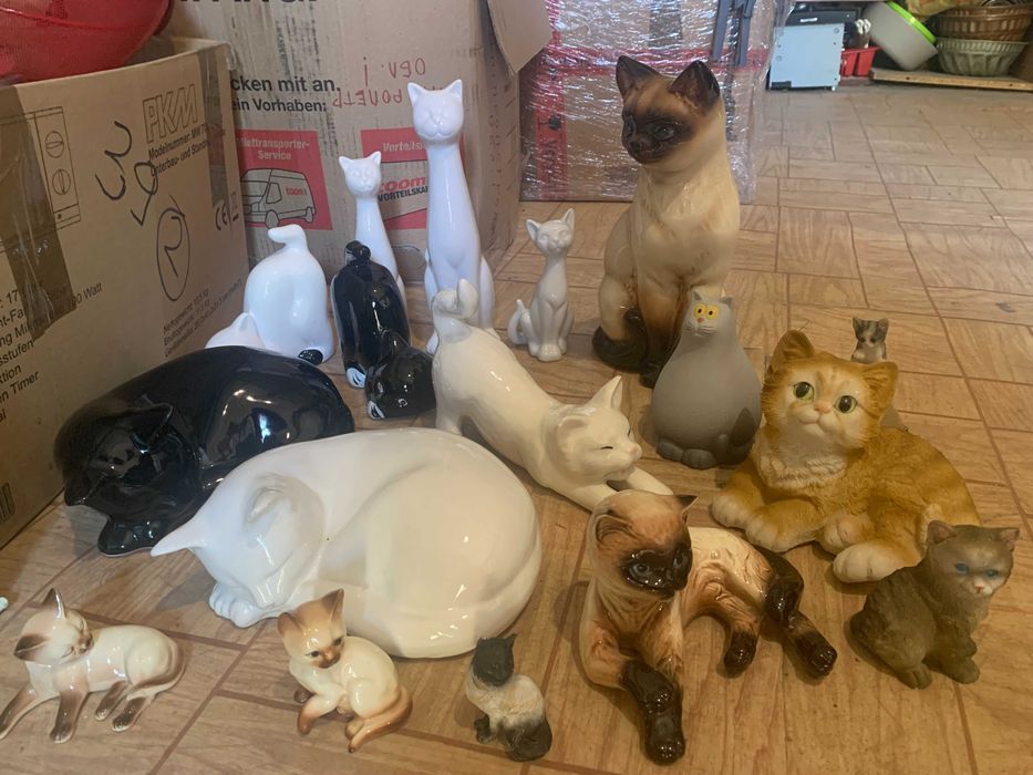 кицьки котики кішечки