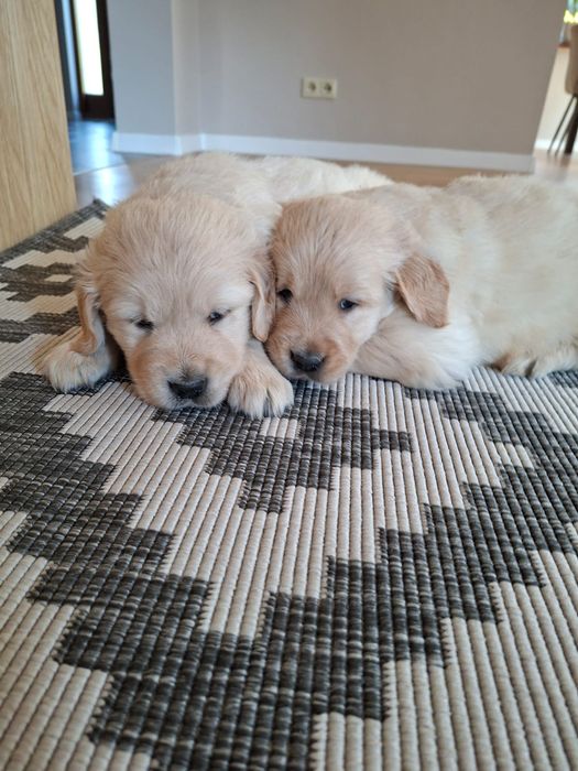 Szczeniak Golden Retriever i biszkoptowy