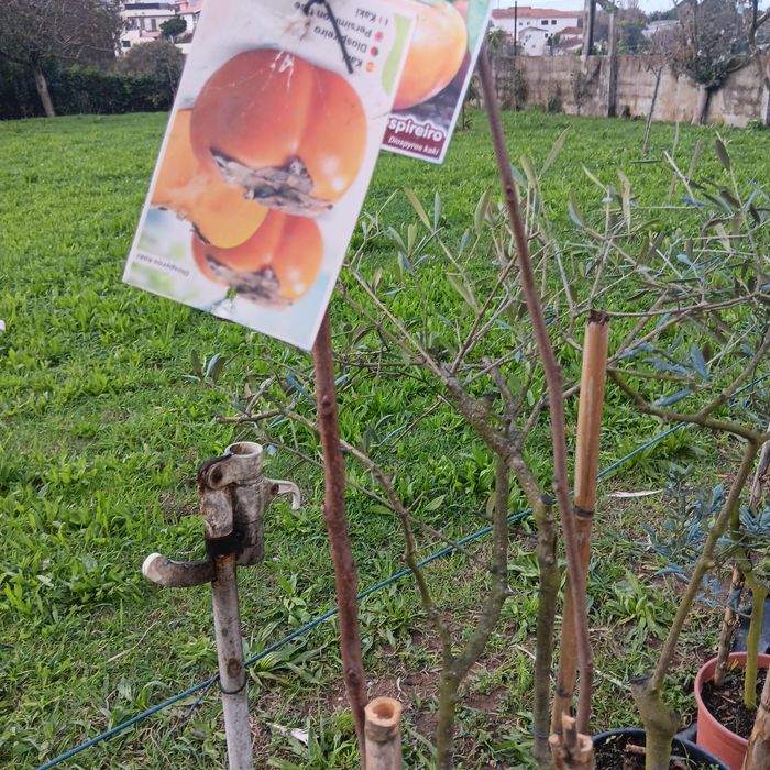 Árvores de Fruto
