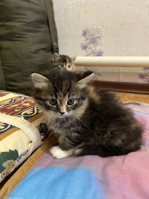 Котята в добрі руки