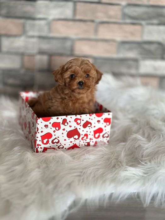 Маленький розмір, велика якість — цуценята мальтіпу. Мальтипу