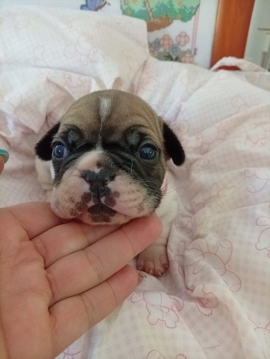 Buldog francês super meigos