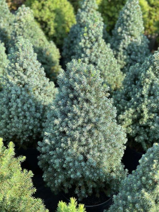 Сан он зе скай голуба