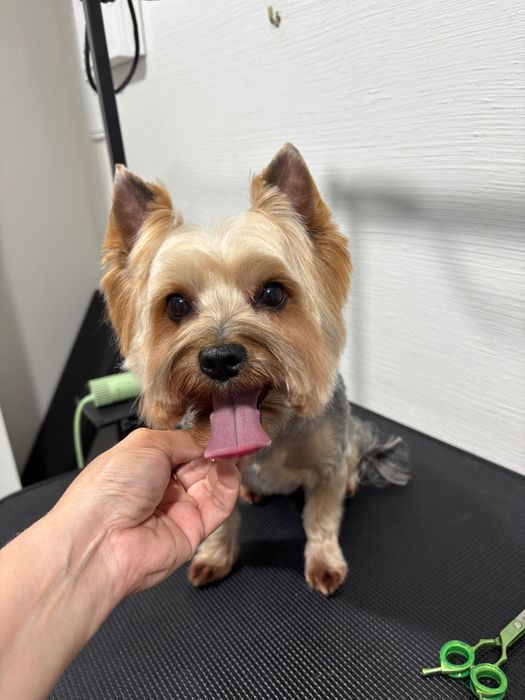 Грумінг собак Львів Сихів | Стрижка собак DOG SPA