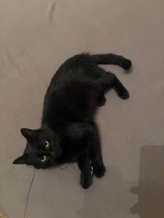 Кішка в добрі руки