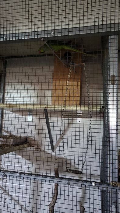 Vendo todos as minhas aves e viveiros