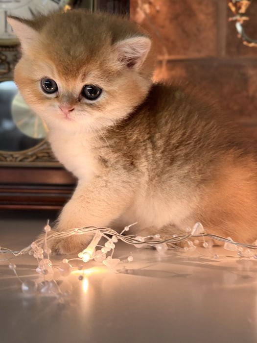 Золота шиншила котики